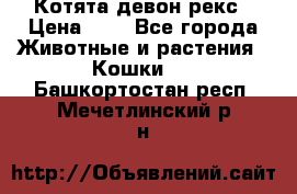 Котята девон рекс › Цена ­ 1 - Все города Животные и растения » Кошки   . Башкортостан респ.,Мечетлинский р-н